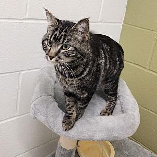 Half-off cat and kitten adoptions at Pocatello Animal Shelter Saturday through June 29 - Vimarsana News