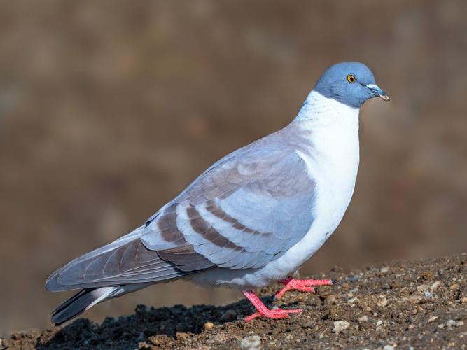 snow pigeon by Rajkimar99.jpg
