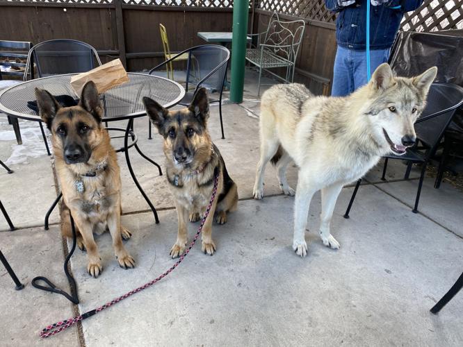 Gunnar, Tank, and Thor on one of their walks.