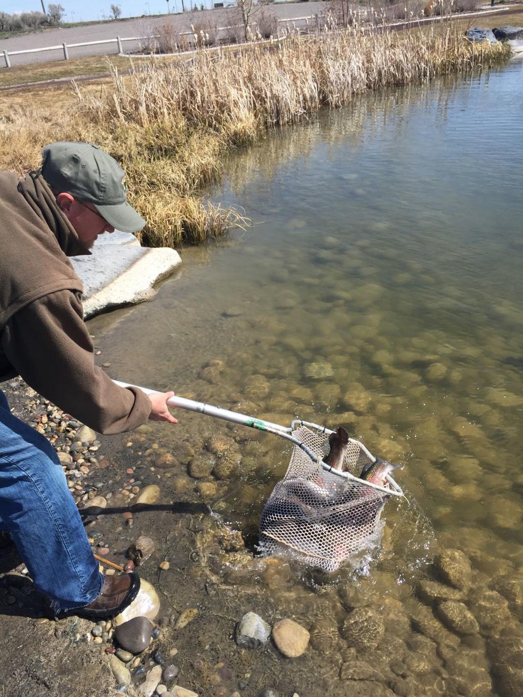 35 000 Rainbow Trout To Be Stocked In Fishing Spots Around Region Xtreme Idaho Idahostatejournal Com