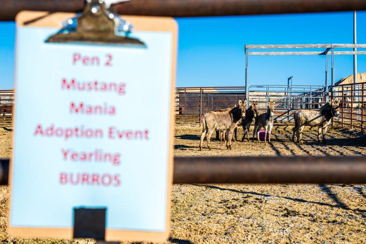 BLM Wild Horses-03.jpg