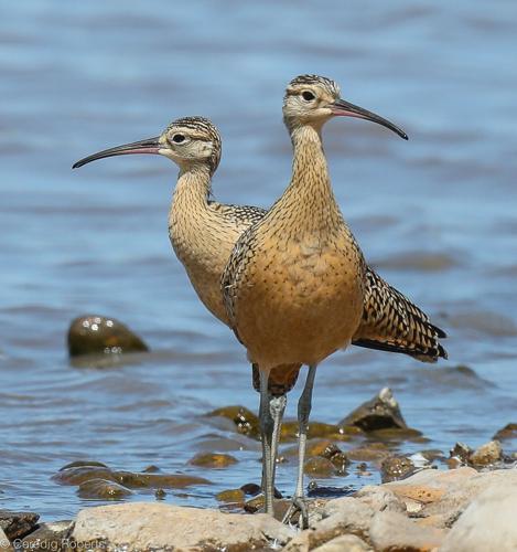 long-billed curlews by Ceredig Roberts.jpg