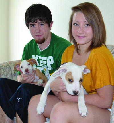 pit bulls as pets members