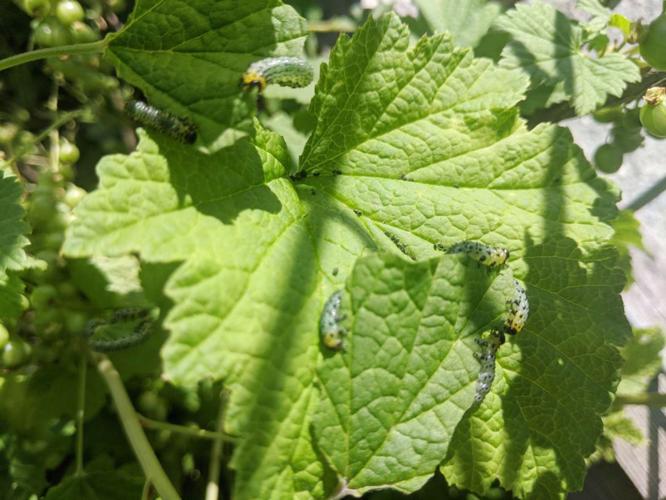 Currant sawfly larvae on leaf