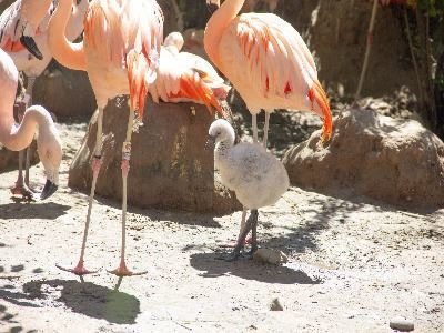 flamingo