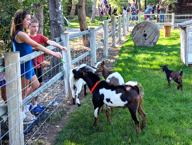 kids with goats.png