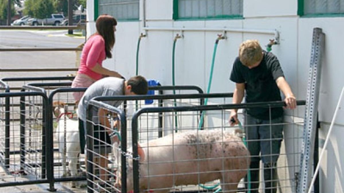 Bonneville County Displays Its Best Members Idahostatejournal Com Bonneville County Fair 2022