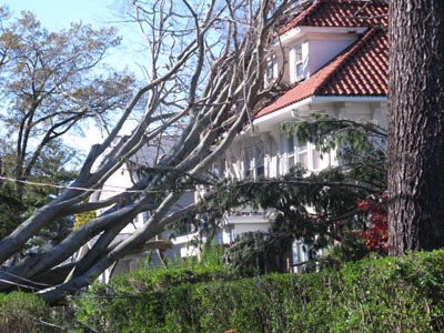 Superstorm Trees