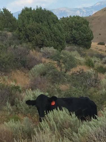 Cow