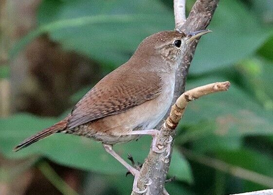 Cozumel wren by Jeffery S. Pippen.jpg