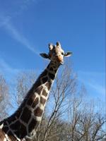 Beloved giraffe dies after fall at Zoo Boise