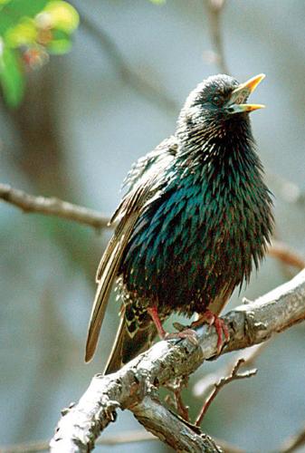 European Starling