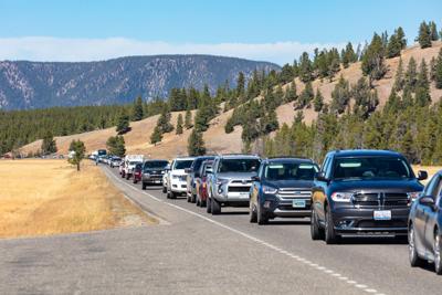 The front of a bison jam at Lower Geyser Basin (copy) (copy)