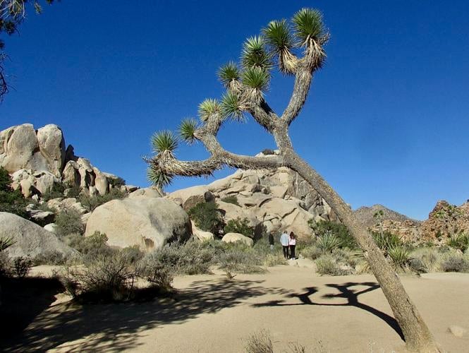 joshuatree
