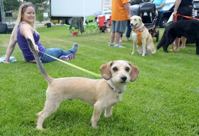 Pet Toting Pocatelloans Raise Money For Bannock Humane Society At Woofstock Members Idahostatejournal Com