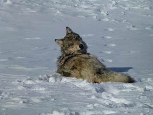 Department of Fish, Wildlife and Parks seeks information about illegal wolf kill