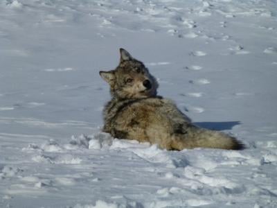gray wolf