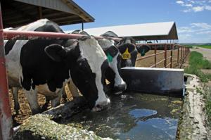 Whole milk back on school lunch menus, under bill on its way to Trump