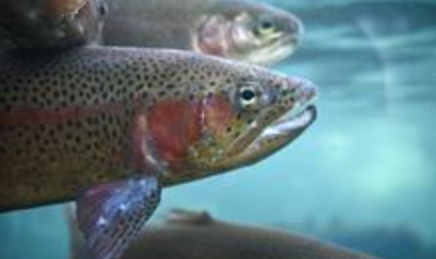 Fish Salvage Order Stock Image