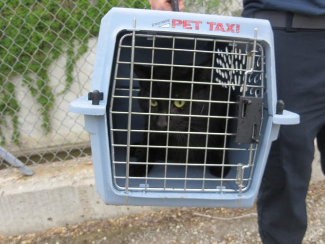 Rescued cat
