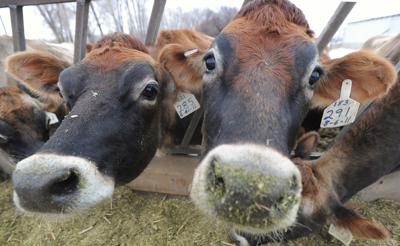 dairy cows feeding