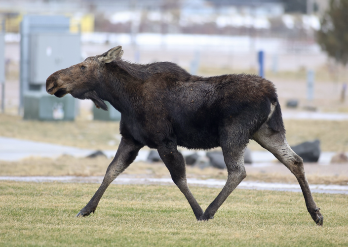 Fish and Game personnel tranquilize and relocate moose that was