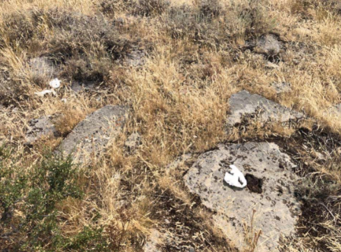 Mink Creek feces