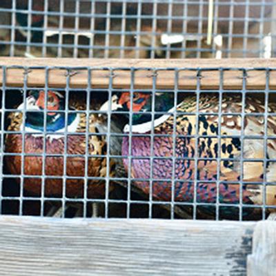 birds