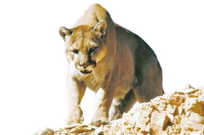 Mountain Lion