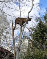 Residents near Twin Falls reporting conflicts with mountain lions