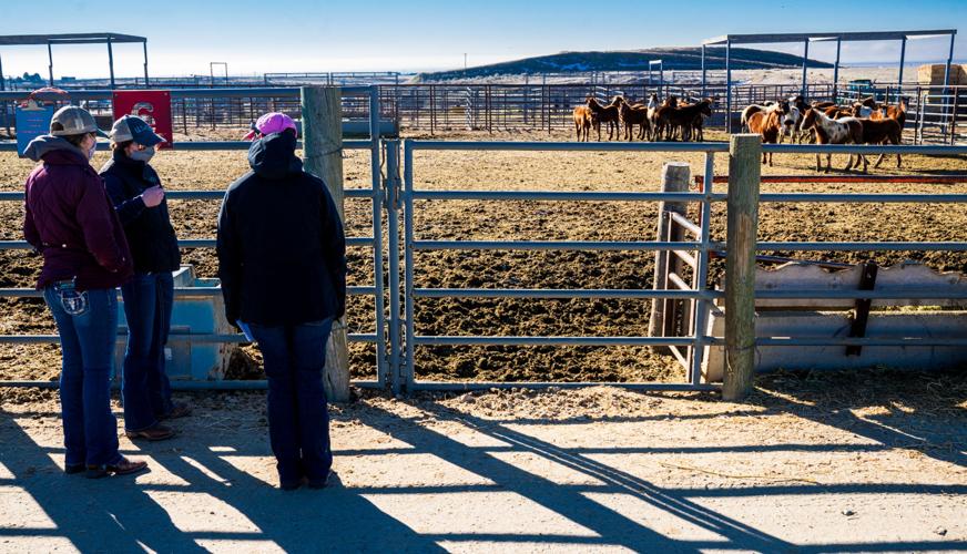 BLM Wild Horses-06.jpg