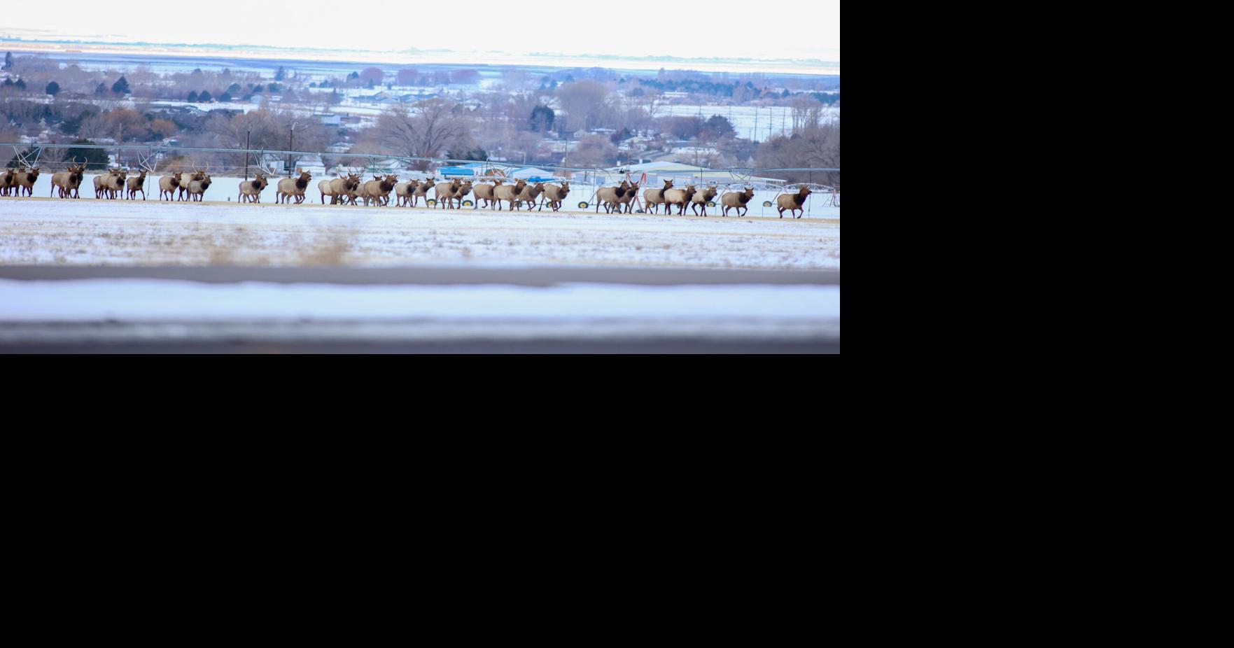Photos of elk herd wandering into north Pocatello Freeaccess