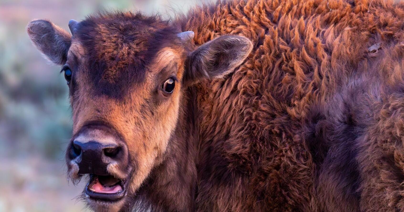 Tribal confab to discuss co-management of Yellowstone bison | Local - Vimarsana News