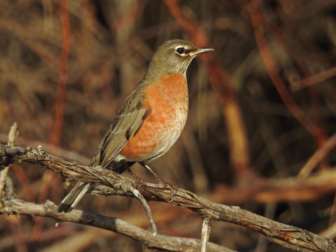 American robin by Mary Rumple.jpg