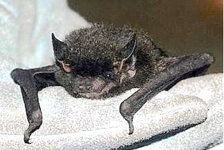Idaho reports increase in rabid bats, potential human exposure