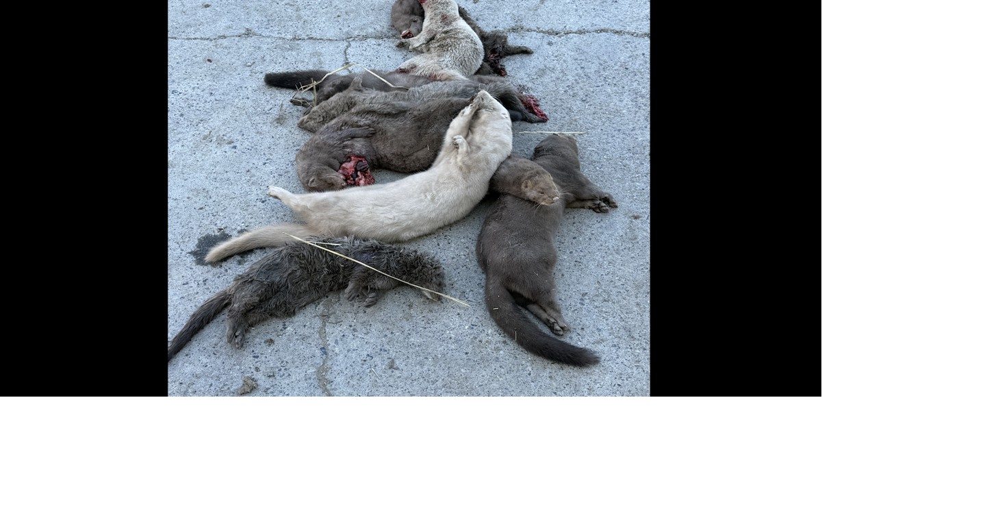 Mink on the loose: Franklin County residents warned to protect pets after 1,500 ...