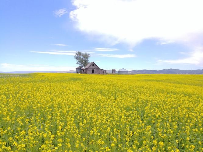 Mountain States mustard