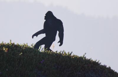 sasquatch
