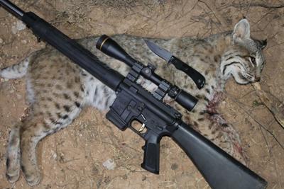 Bobcat Hunting In Texas Xtreme Idaho Idahostatejournalcom