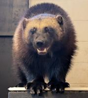 Rare wolverine joins Zoo Boise family