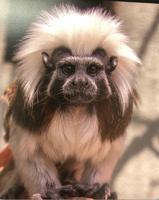Unique multi-agency collaboration brings endangered Tamarin from Phoenix to Idaho Falls Zoo