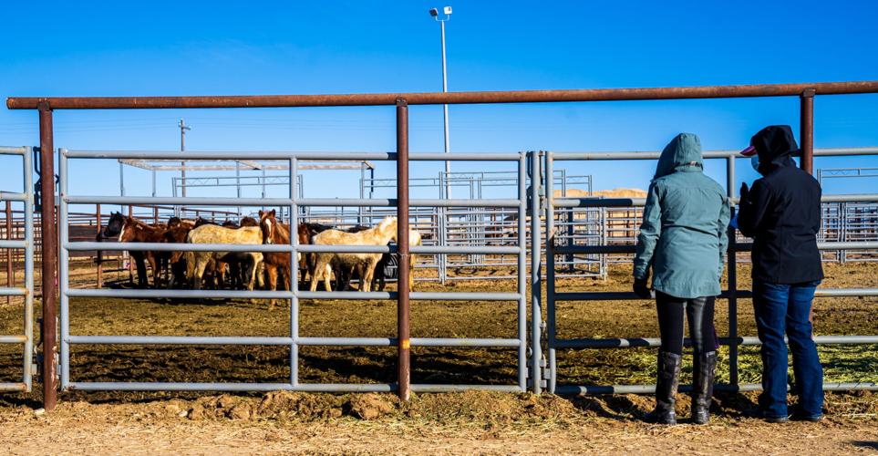BLM Wild Horses-01.jpg