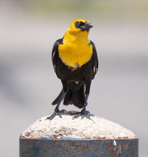 yellow-headed blackbird male by Terry Rich.jpg