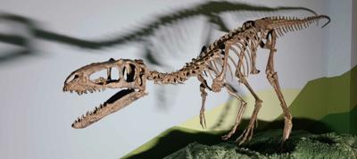 Tyrannosaurus rex ancestor fossil