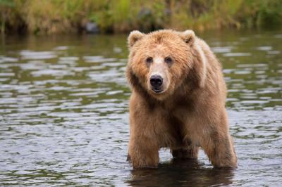 Grizzly
