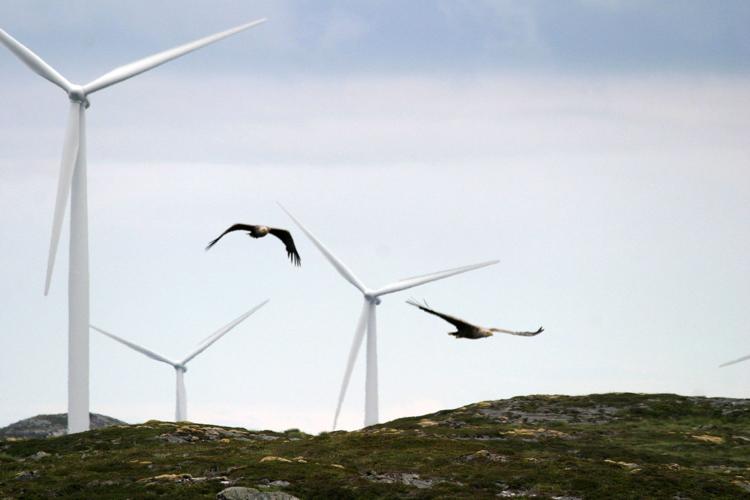 eagles and turbines