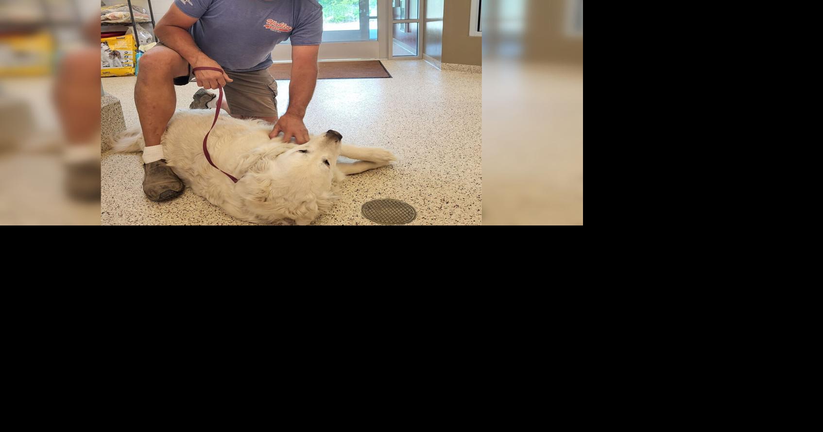 Local stray dog reunited with owners after being missing for several ...