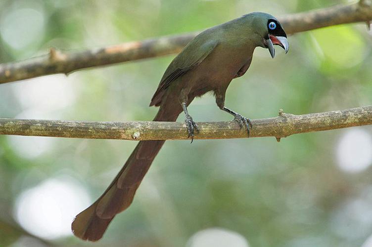 racket-tailed treepie from Wikimedia Commons.jpg