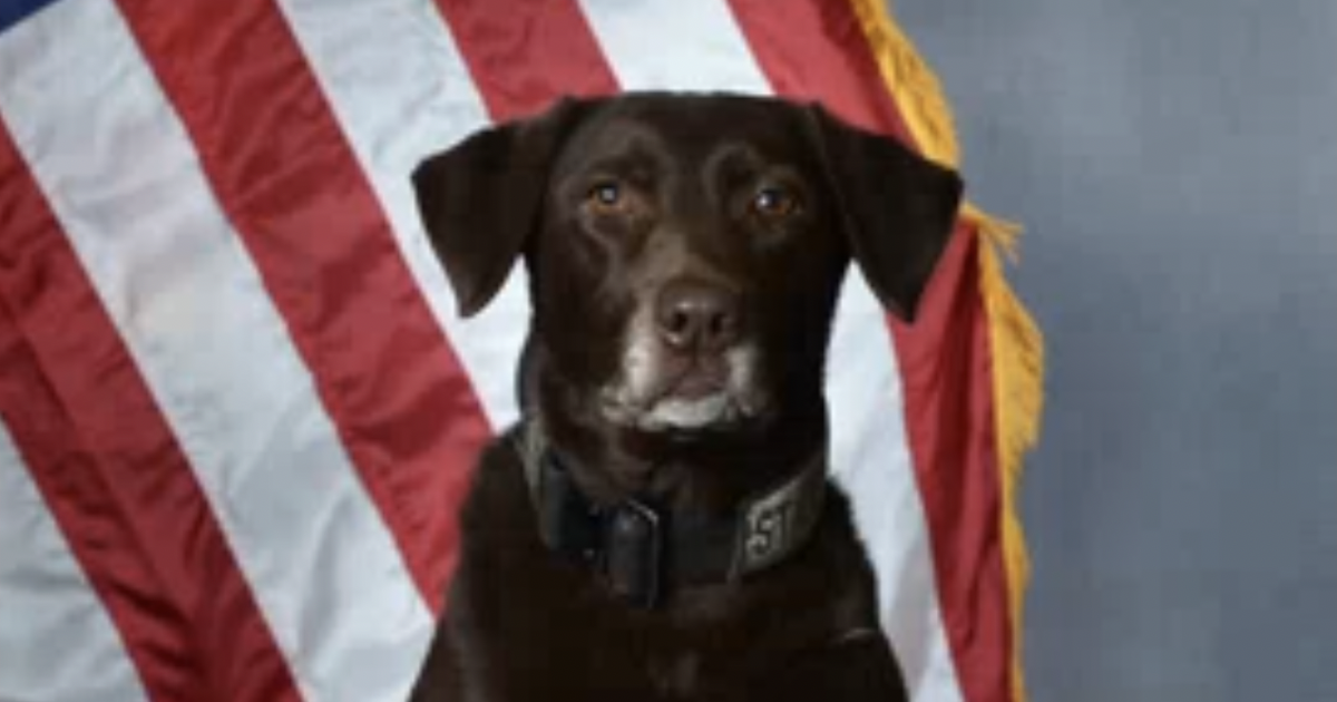 State police K-9 Kali retires after career that included nearly 400 pounds of marijuana seized and 186 individuals arrested