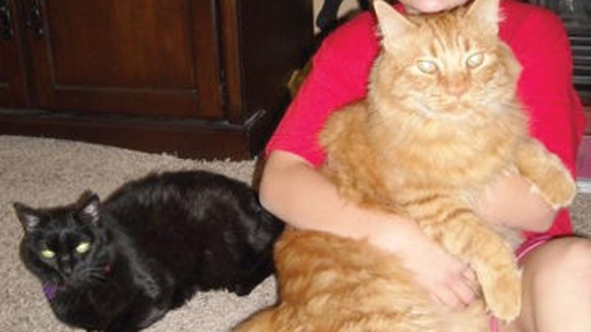 Family S 18 Pound Cat Red Among What May Be Rising Number Of
